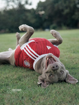 PET Jersey Home 26/27