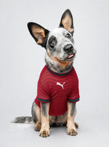 PET Jersey Home 2026